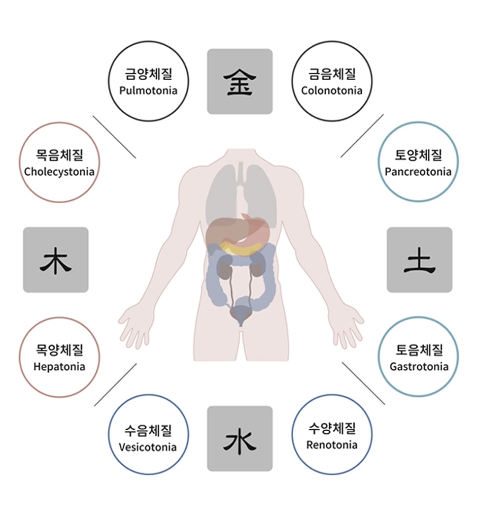 8체질 다이어그램 — 목양·목음·토양·토음·금양·금음·수양·수음