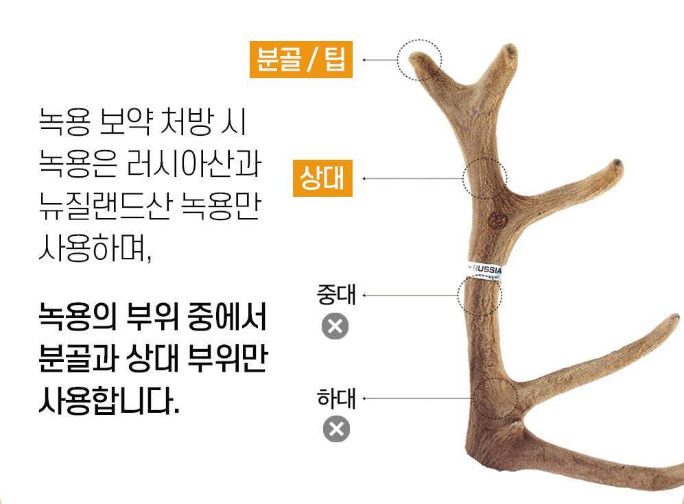 녹용 부위 도해 — 분골·상대 부위만 사용, 중대·하대는 약으로 쓰지 않음
