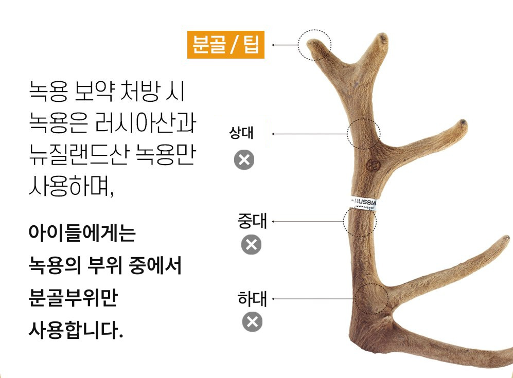 녹용 부위 도해 — 아이들에게는 녹용의 부위 중에서 분골 부위만 사용